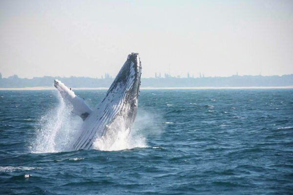 Whale and Dolphin Watching